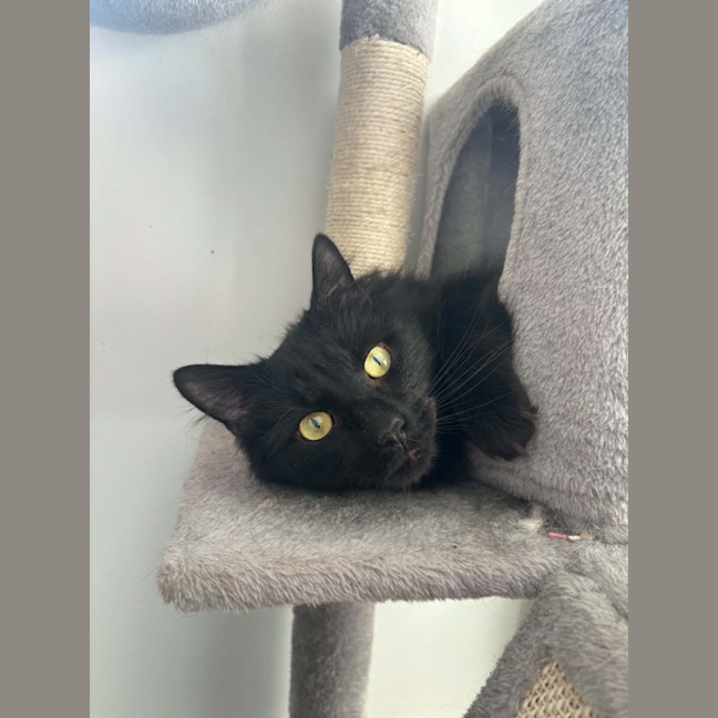Photo of Flare*9 Lives Project Rescue*