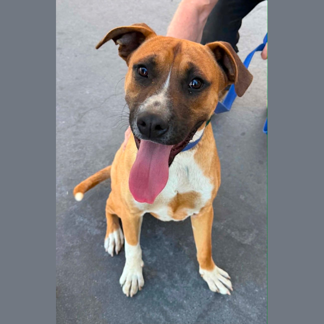 Photo of Broli *$350 Adoption Fee* 