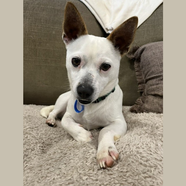 Photo of Stitch