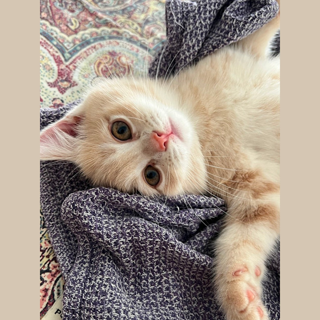Photo of Pudding And Dumpling