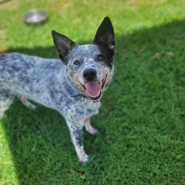 Photo of Patches