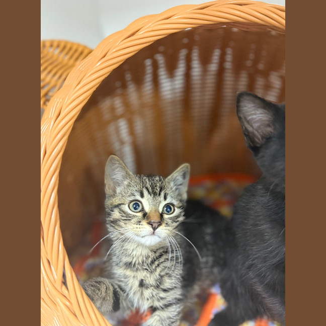 Photo of Spartacus