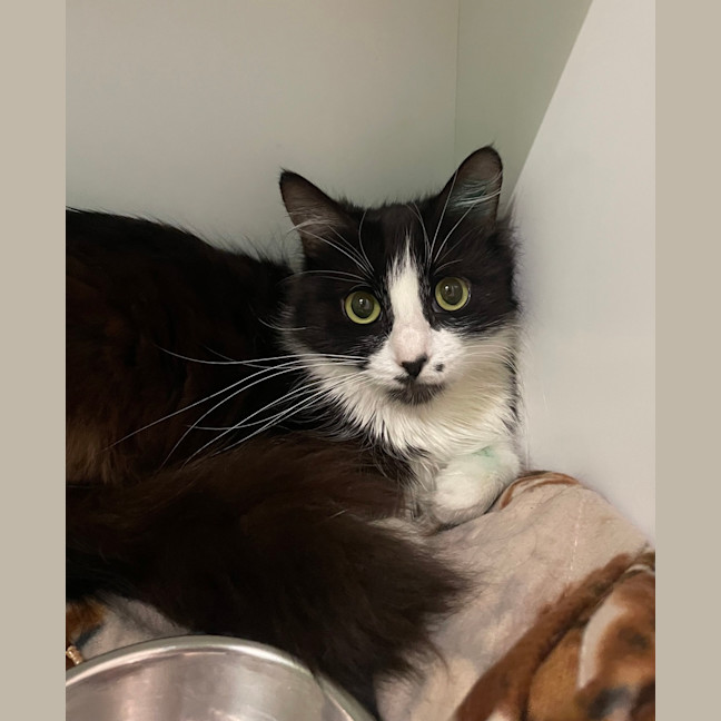 Photo of Kara (Now Mephiles)