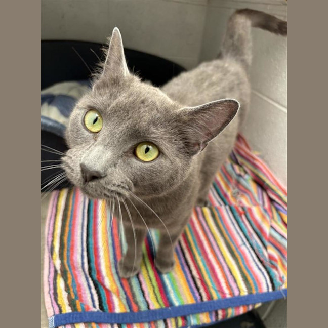 Photo of Gulliver