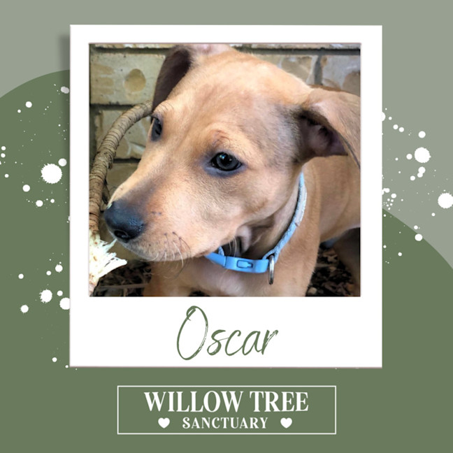 Photo of Oscar