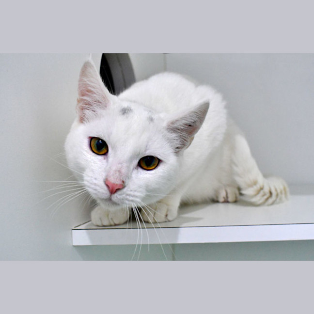 Photo of Sergeant Sesame