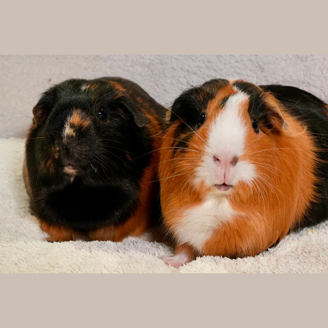 Photo of Sausage & Nutmeg