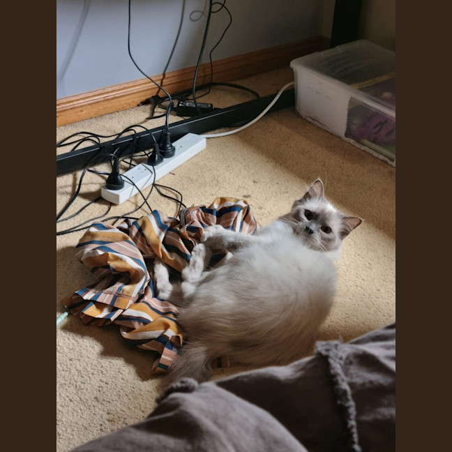 Photo of Selene & Voxie