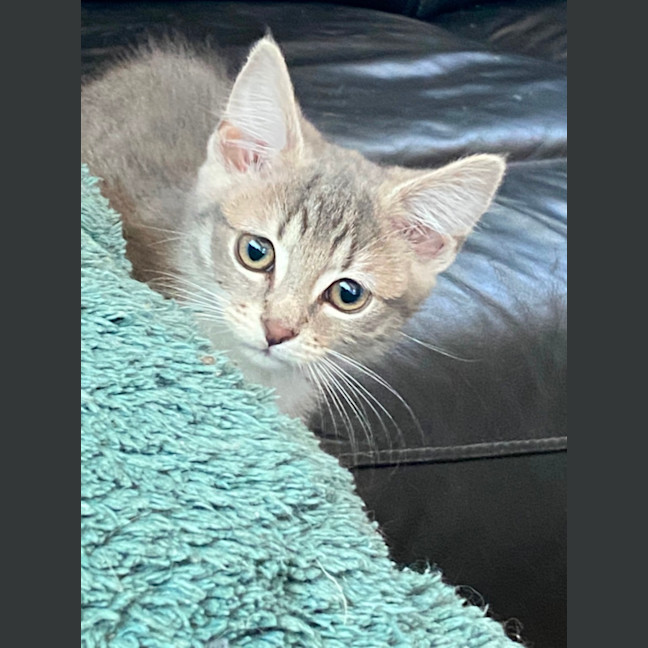 Photo of Aurora   Meet Me At Petstock Chelsea