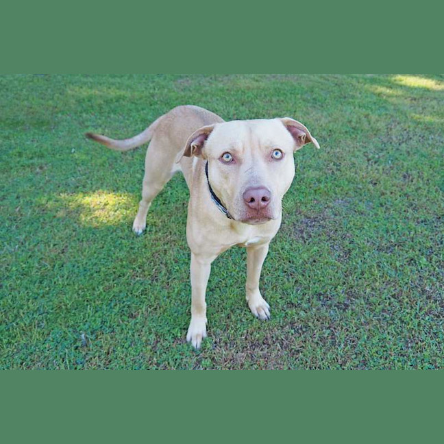 Photo of Scrappy