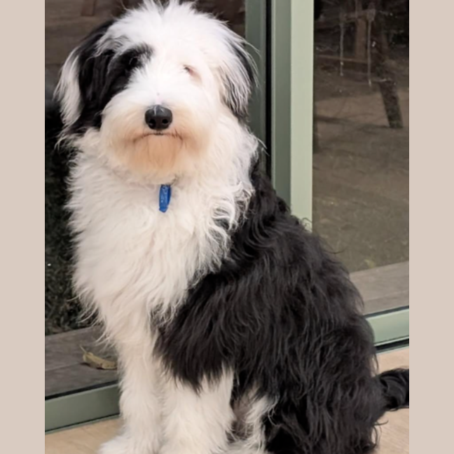 Photo of Oreo