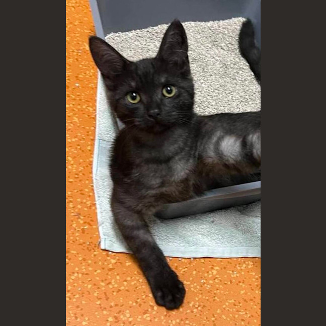Photo of Liquorice
