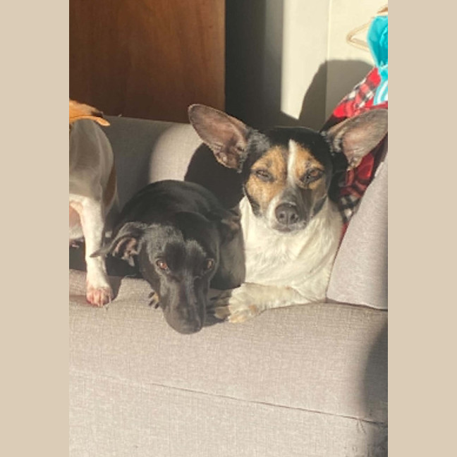 Photo of Luna