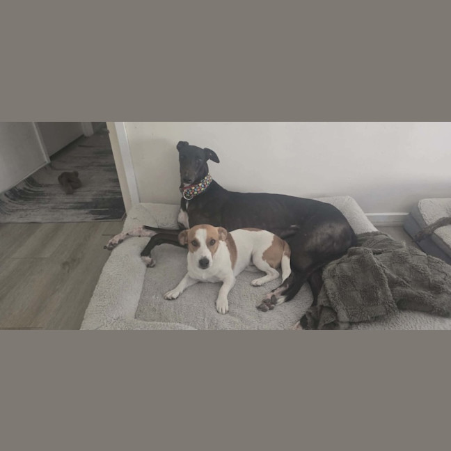 Photo of Neo, The Greyhound 