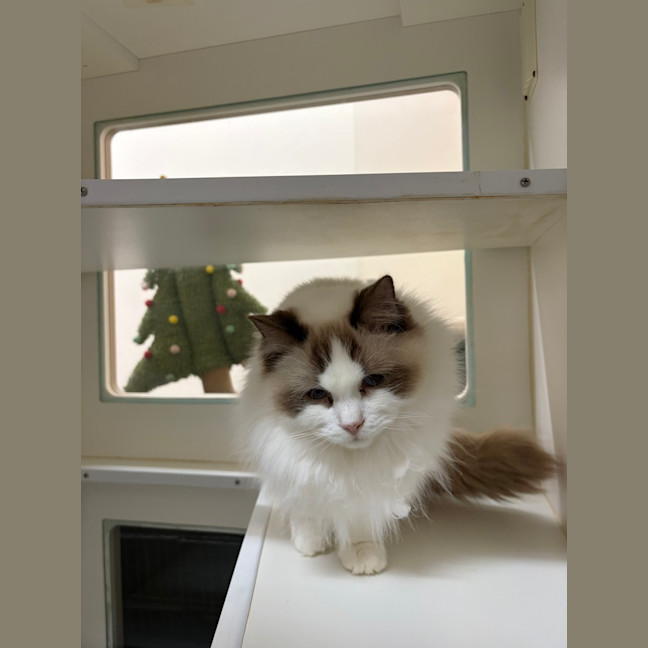 Photo of Bramble