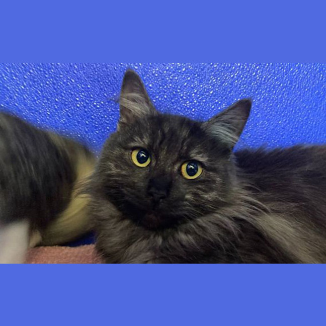 Photo of Kit Kat