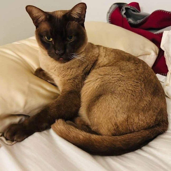 Photo of 12666   Winston