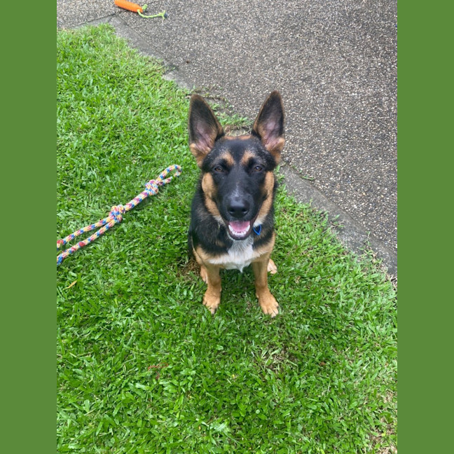 Photo of Lavender *$350 Adoption Fee*