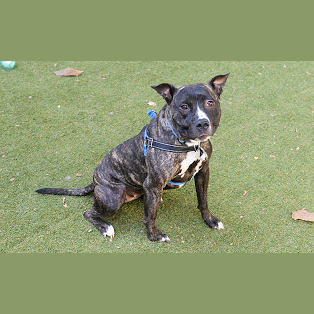 Photo of Bluebell