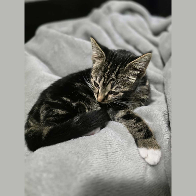 Photo of Pipsqueak