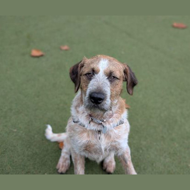 Photo of Rocky 