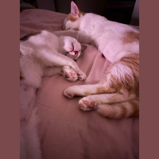 Photo of Tink & Bella 