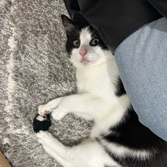 Photo of Moo