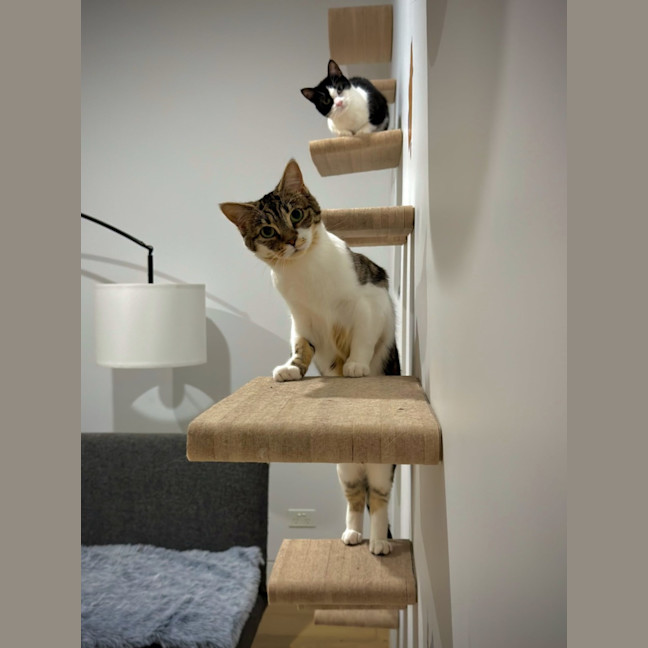 Photo of Amelia & Georgie   In Foster Care In Northcote