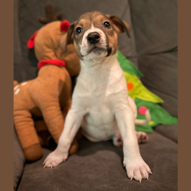 Photo of Honey
