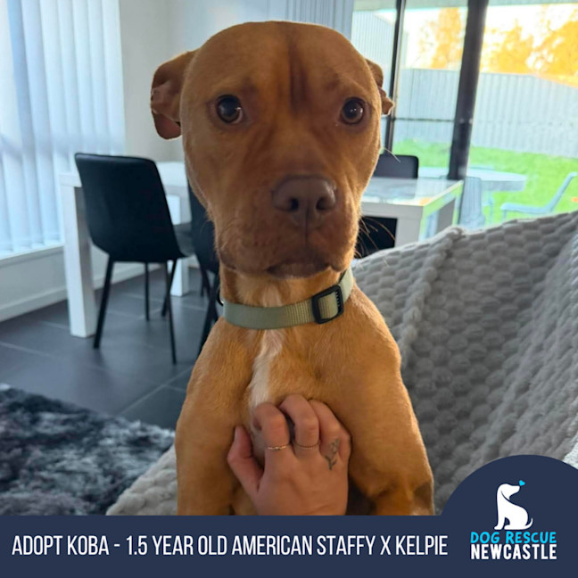 Photo of Koba   1.5 Year Old American Staffy X Kelpie