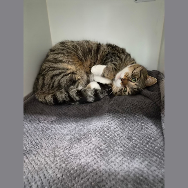 Photo of Tiger