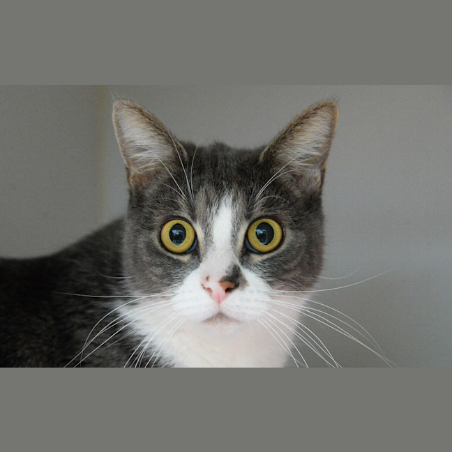 Photo of Frankie