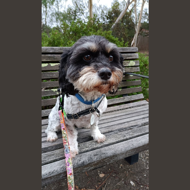 Photo of Maisie