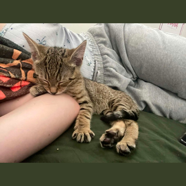 Photo of Atlas ** 2nd Chance Cat Rescue**