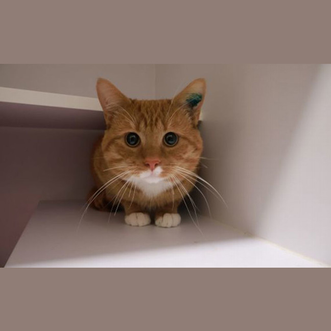 Photo of Sparky