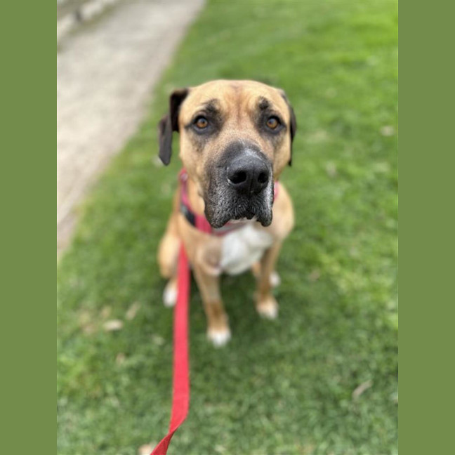 Photo of Hank