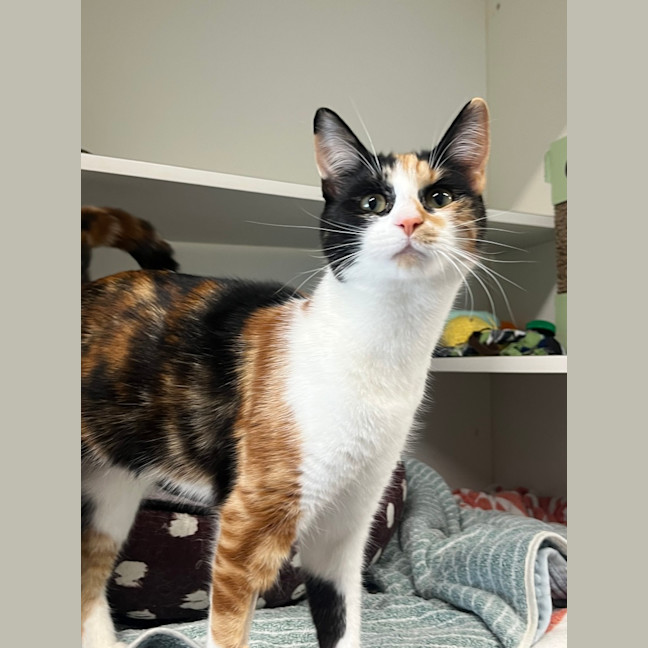 Photo of Willow
