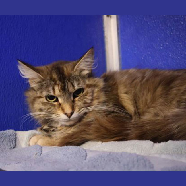 Photo of Celeste