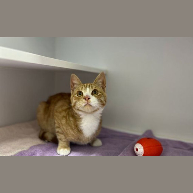 Photo of Simba