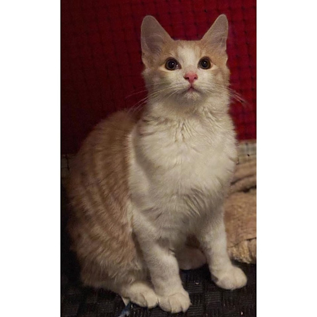 Photo of 12285   Jiggy