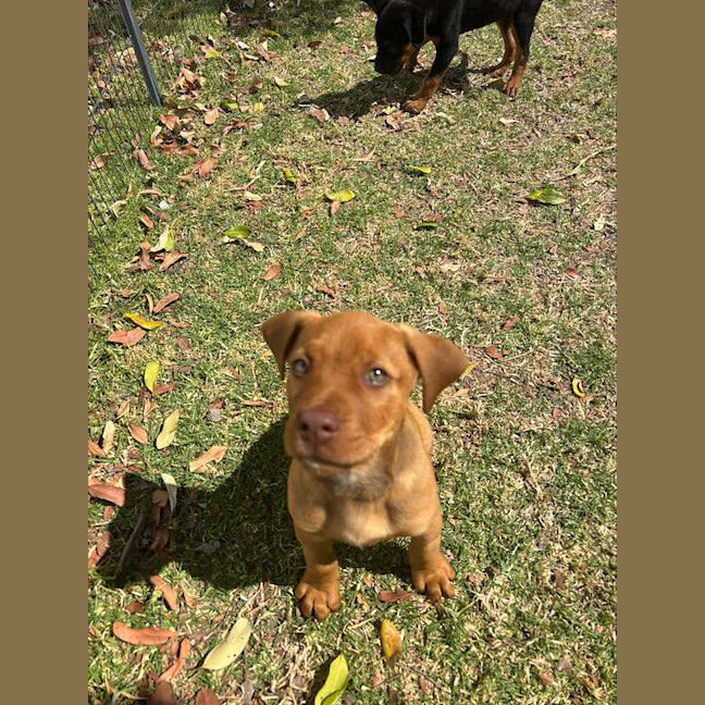 Photo of Buster