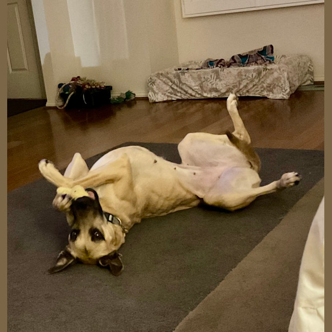 Photo of Ally Oop