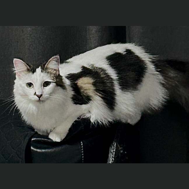 Photo of Tinkerbell (And Silvermist)