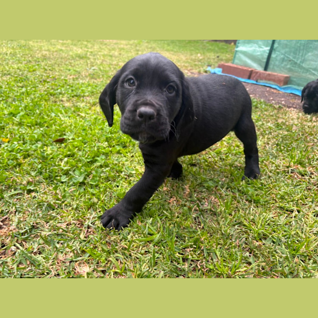 Photo of Sadies Litter