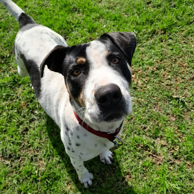 Photo of Patch