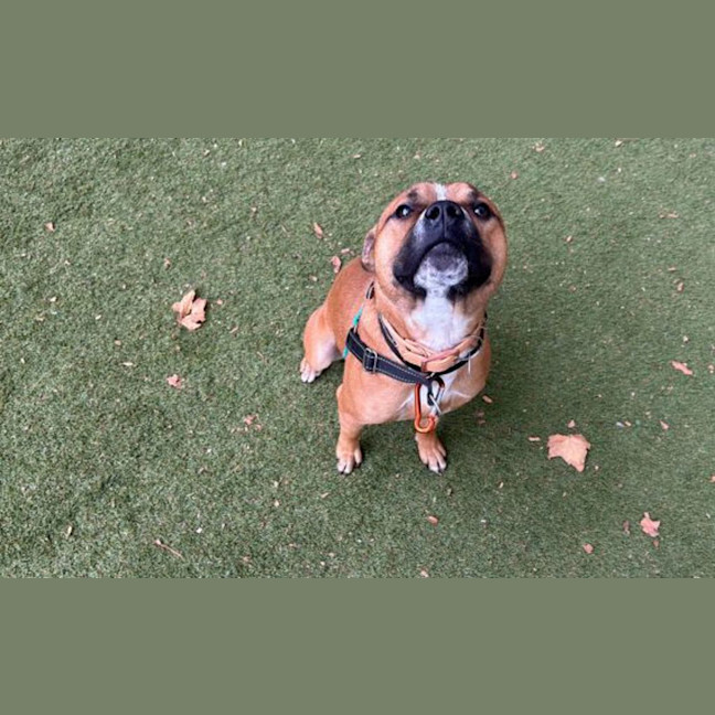 Photo of Wiggle Worm