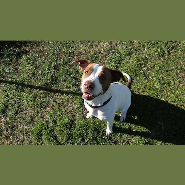 Photo of Bruno