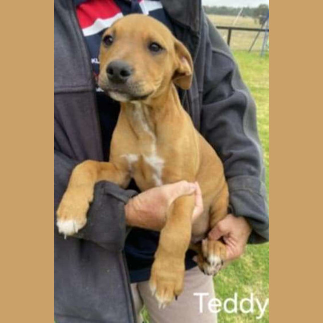 Photo of Teddy ~ Staffy X Beagle Puppy