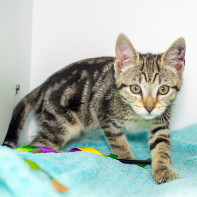 Photo of Cleo (Lucy)