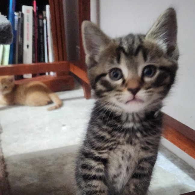 Photo of Koda